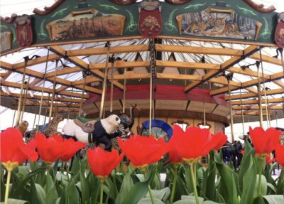 carousel and tulips